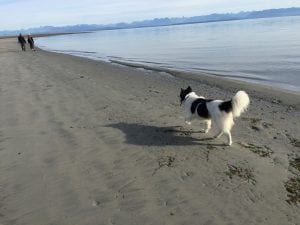 Dog walking Saratoga Beach