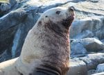 Seal close up at Pacific Playgrounds