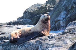 Seal sunning near Pacific Playgrounds Marina and Resort