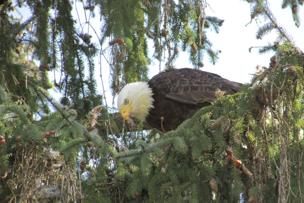 Bald eagle perched in a tree