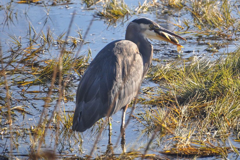 Heron on the riverbank