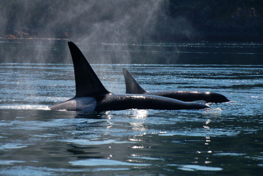 Orcas in the sun