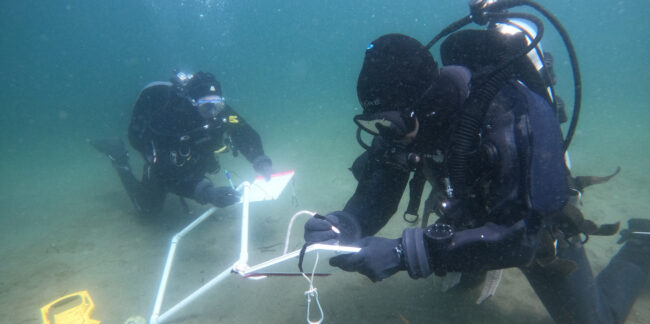 eelgrass-header